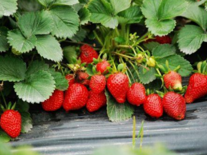 ��ݮ����Щ���ݹ�Ч ��Բ�ݮ�������±�ʪ����