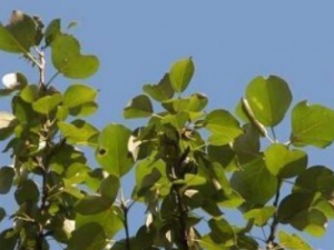 С����Ĺ�Ч С�����θ�ʪѢ