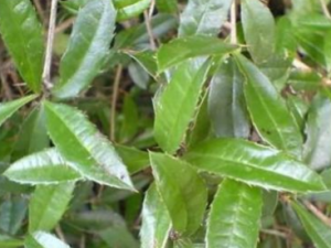 С����������Щ��Ч С�������γ��׷���