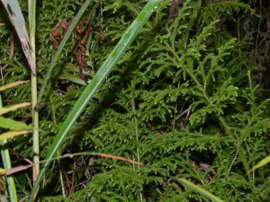 С��������Щ��Ч С������θ��ʹ