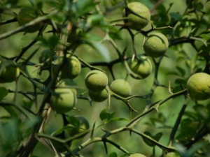 ������μ��ʵ� 3������ʳ�ļ���������������