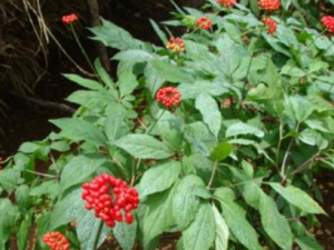 Сѩ�˲�����Щ��Ч Сѩ�˲οɽ�Ƣ����