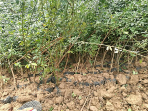 СѪ��������Щ��Ч СѪ��������ϥ��ʹ