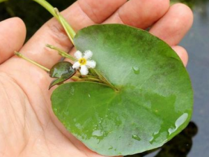 �ں��ۺ�֢���Ӧ�� С��֧�а���Զ��ں��ۺ�֢