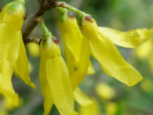 С��������Щ��Ч С�����¾�����