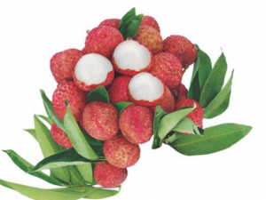 �������ܳ���֦�� ��������֦����ɵ�Ѫ���ݿ�