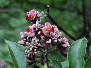 С�Ž�������Щ��Ч С�Ž����ε�������