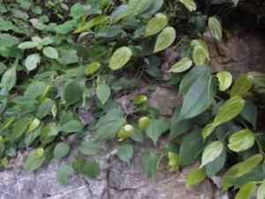 С���������Щ��Ч С����ٿɶ�ָ