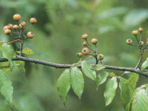 С��ӣ����Щ��Ч С��ӣ��С���Ѫ