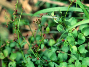 С���ɲ�����Щ��Ч С���ɲ���Ů�Ӹɲ�