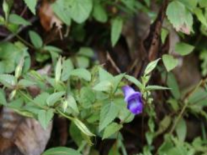 С��Ť����Щ��Ч С��Ť��Ǻ�ȳ�Ѫ