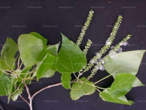 ��Ҷ��Ĺ�Ч ��Ҷ���η����֫����