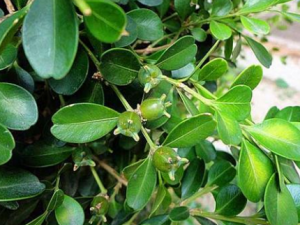 С��������Щ��Ч С�����ζ񴯽�Ѣ