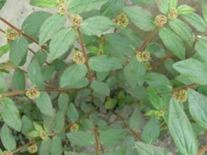 С���������Щ��Ч С�������С������