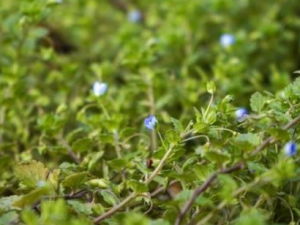 ��ë����������Щ��Ч ��ë���������Ƚⶾ�θ���