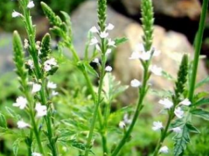 ���޲ݵ��β��鷽 ��������޲����β�