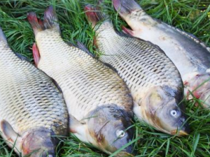 ���������������� ��������ò�Ҫ������