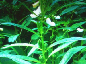 ���Ӳ�����Щ��Ч ���Ӳ��β�������