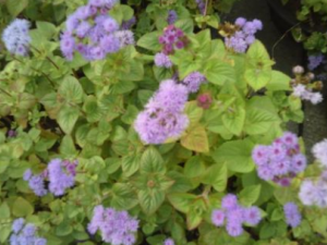 ��Ϻ���Ĺ�Ч ��Ϻ���η��ȸ�ð