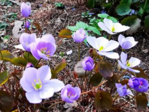 �ʻ�������Щ��Ч �ʻ������Ƚⶾ�η��ȷ���