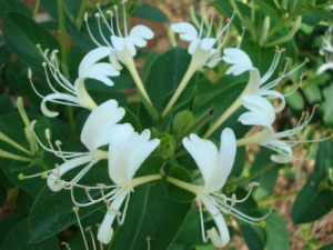 �������������Ƚⶾ��Ч ��ҽ������ý��������β���