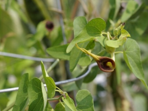 ��ʯ�ٹ�����Щ��Ч ��ʯ�ٹ��澫��������˥��