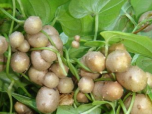 ��Բ������Щ��Ч ��Բ��������