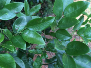 ��Ҷ������Щ��Ч ��Ҷ�ӿ�˳����θʹ