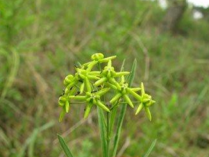 �㹹����Щ��Ч �㹹ֹ�Ȼ�̵�η����ʹ