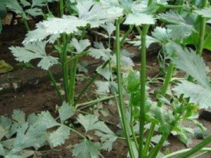 ���������Щ��Ч  �����ɢ�������η纮��ð