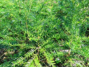 ��鼲�����Щ��Ч ��鼲�������Ѫ�ο�Ѫ