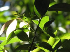 ��ľ��������Щ��Ч ��ľ����������Ӹ�ڷ��ΰ��տ�