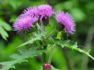 ��Ҷ������Щ��Ч ��Ҷ������·��Ⱦ