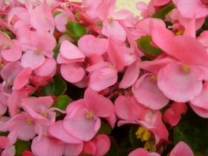 ��⺣�ĵĹ�Ч���� ��⺣��������ɢ��������