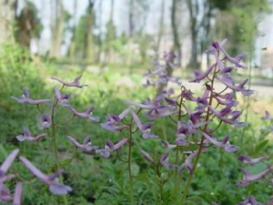 ����������Щ��Ч �������θ��͸�Ѫѹ