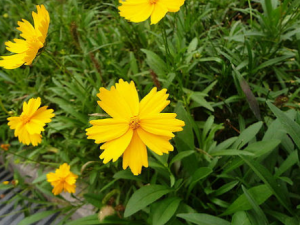 ��Ҷ�𼦾�����Щ��Ч ��Ҷ�𼦾��������׶�