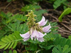 ��˼������Щ��Ч ��˼�������������ʺ���ʹ