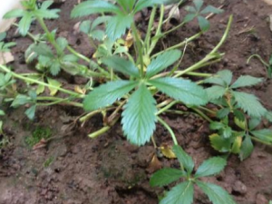 ��צ������Щ��Ч ��צ���η��ȿ���