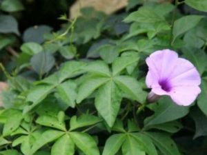 ��צ��������Щ��Ч ��צ�����η�ʪ�Թؽ���