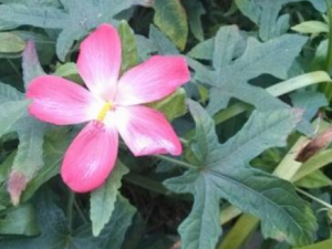 ��ָɽ�εĹ�Ч���� ��ָɽ��������˥��