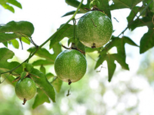 ����������Щ��Ч �������η���ͷ��