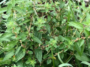 ��ˮ��Ĺ�Ч ��ˮ�������˹���