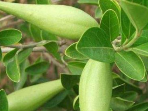 ��ѥ�ٵĹ�Ч���� ��ѥ���ζ෢��ŧ��