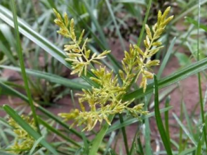 ���������Щ��Ч ������α�������