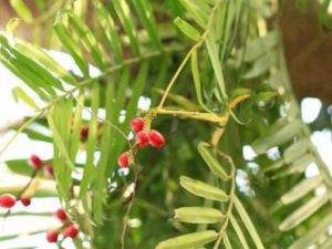 ���������Щ��Ч ��������ⶾ�δ���