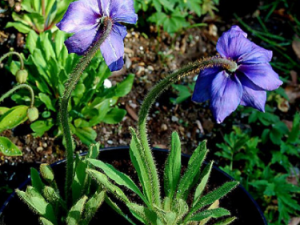 ���������ﻨ����Щ��Ч ���������ﻨ�����θ���