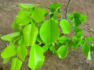 ���Ҷ����Щ��Ч ���Ҷ��С����Ժ���֢