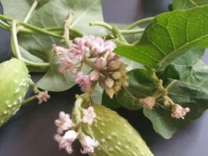 �������Ĺ�Ч���� ��������������