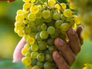 ���Ҷ���ѵĹ�Ч ���Ҷ�����γ���