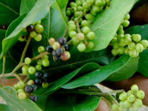 ���²�����Щ��Ч ���²��ο��Կڿ�